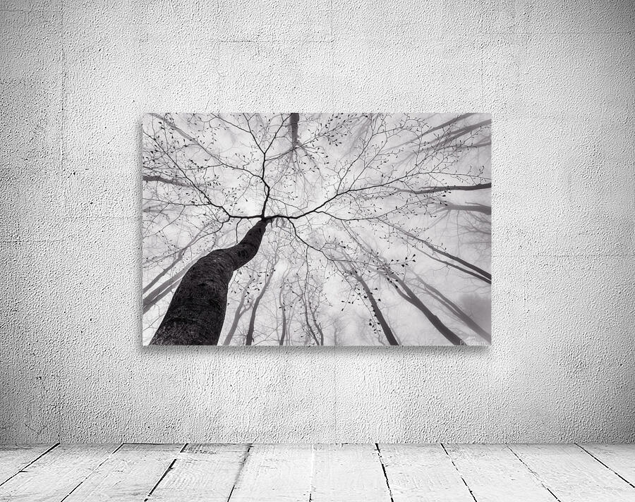 A view of the tree crown by 1x