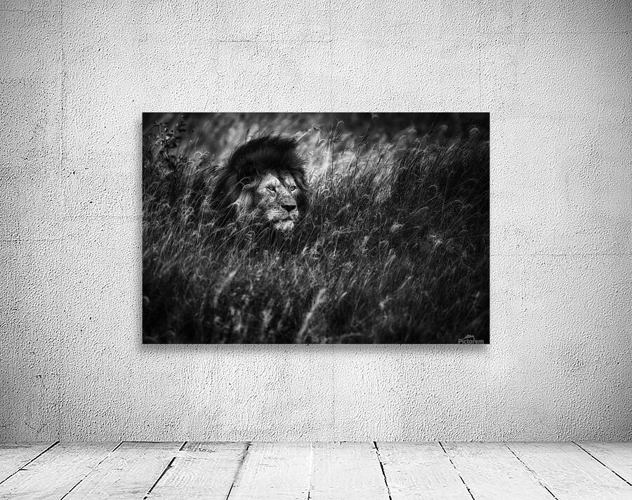 Immortal Wall Preview