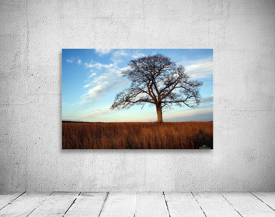 The Shubenacadie Tree Wall Preview