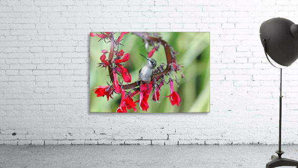 Lobelia Perch by Deb Oppermann
