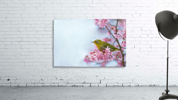 Bird In Sakura Cherry Blossom Tree by Wander Eddie 