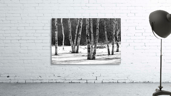 Birches And Dogwood Black And White by Deb Oppermann