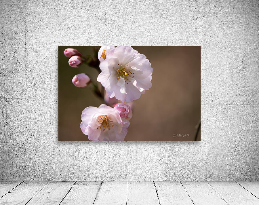 Spring - Shogetsu 3 Wall Preview