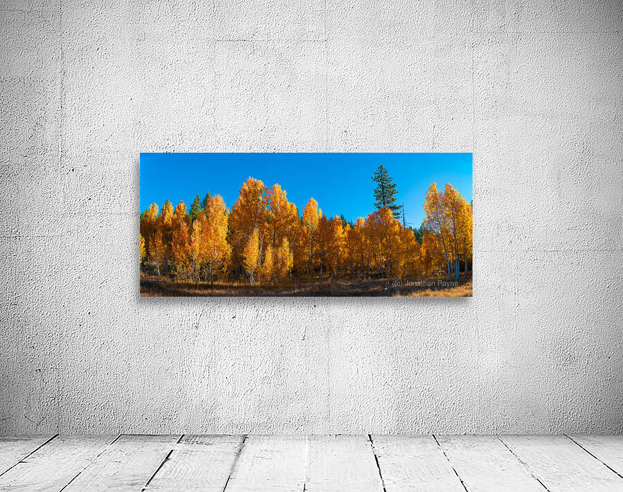 267 aspens pano by Jonathan Payne