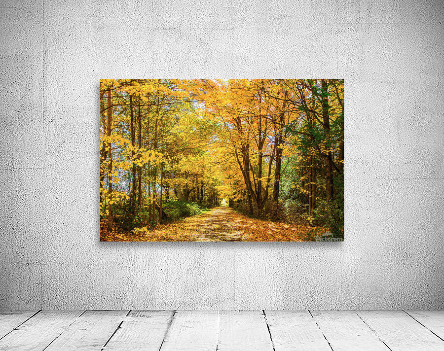 Fall Drive Near Guelph Wall Preview