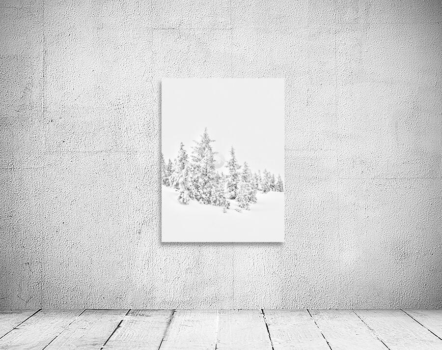 White Pines  Wall Preview