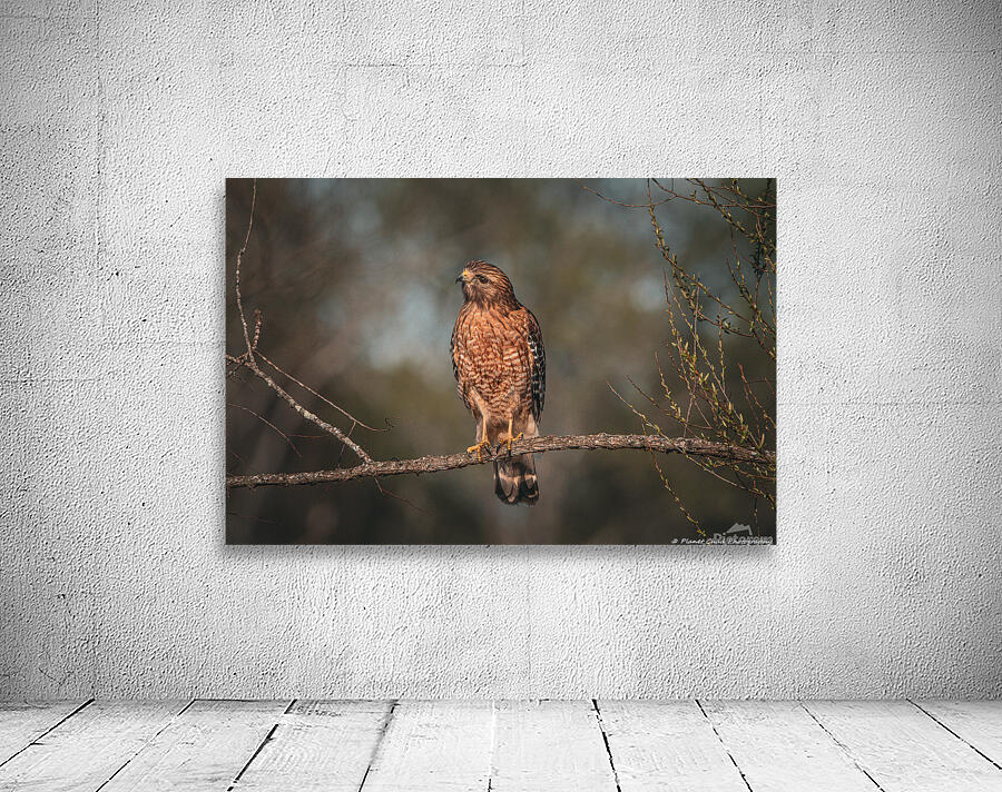 Curious Red Shouldered Hawk by Chad Meyer