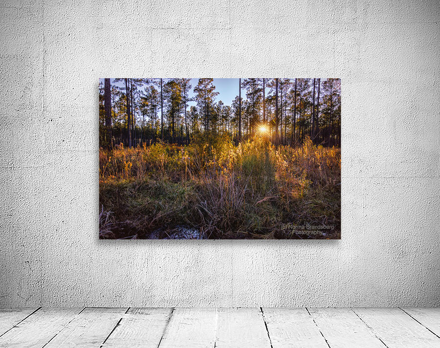 Woodland Marsh Sunset Winter Glow Wall Preview