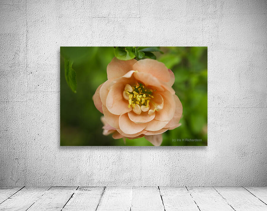  Peach Quince with  Leaves Flower Macro by Iris H Richardson