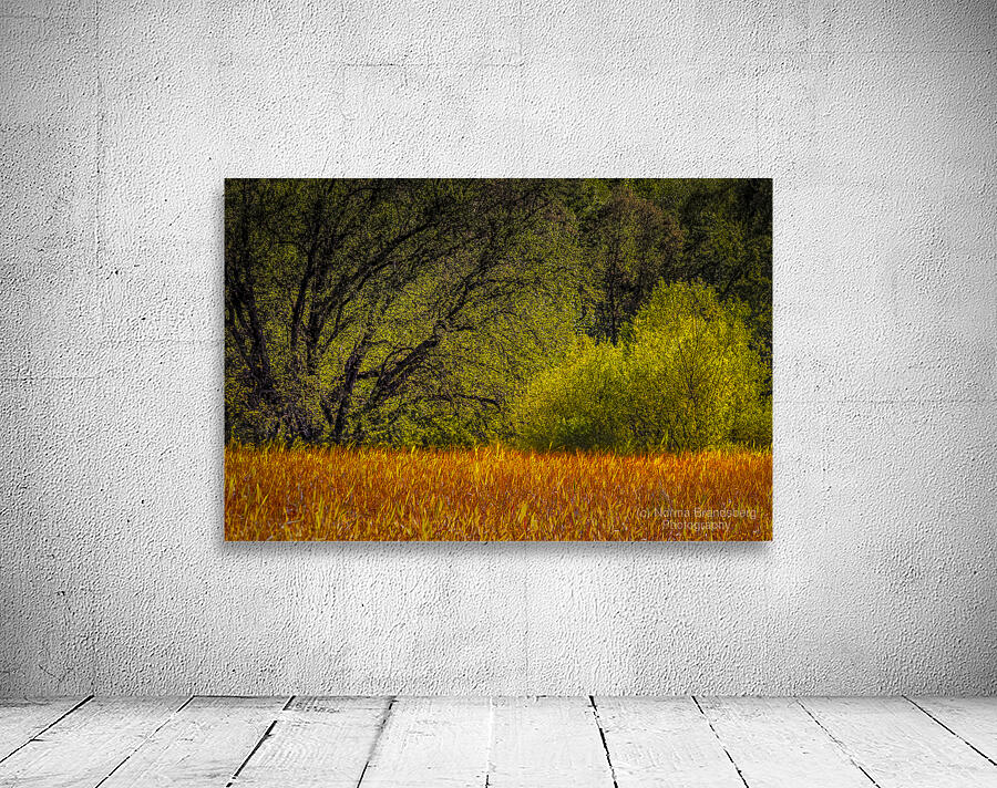 Light Green Trees of Early Spring Wall Preview