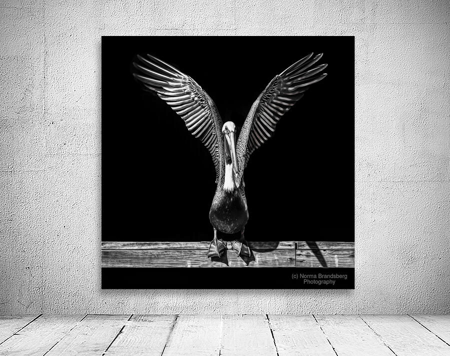 Pelican Take Off in Black and White by Norma Brandsberg Photography