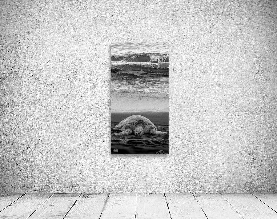 Sleepy Surf Wall Preview