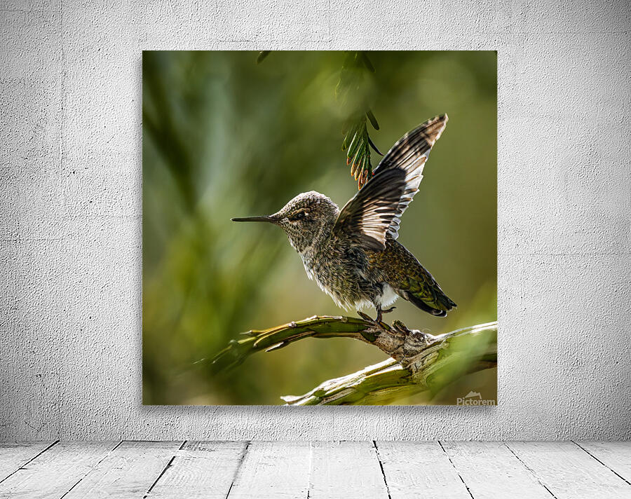 Hummingbird Taking Flight by David Yoon