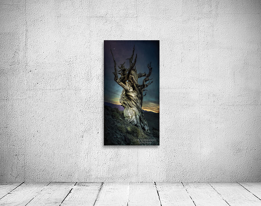 Inyo National Forest Tree Wall Preview