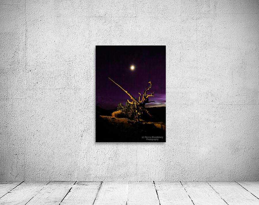 Old Sierra Malthusia Tree Wall Preview