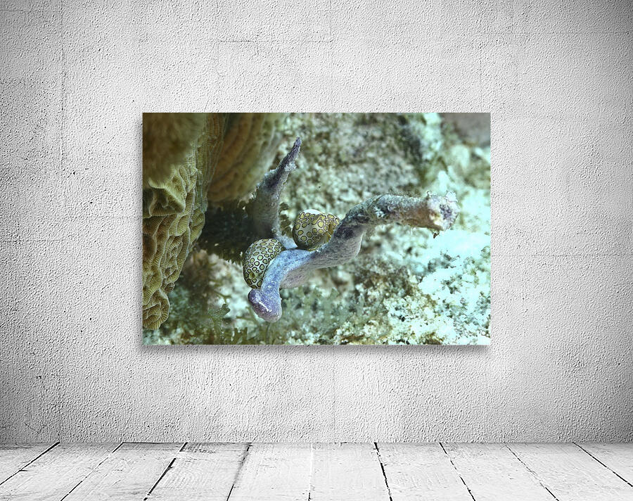 Nudibranch Wall Preview