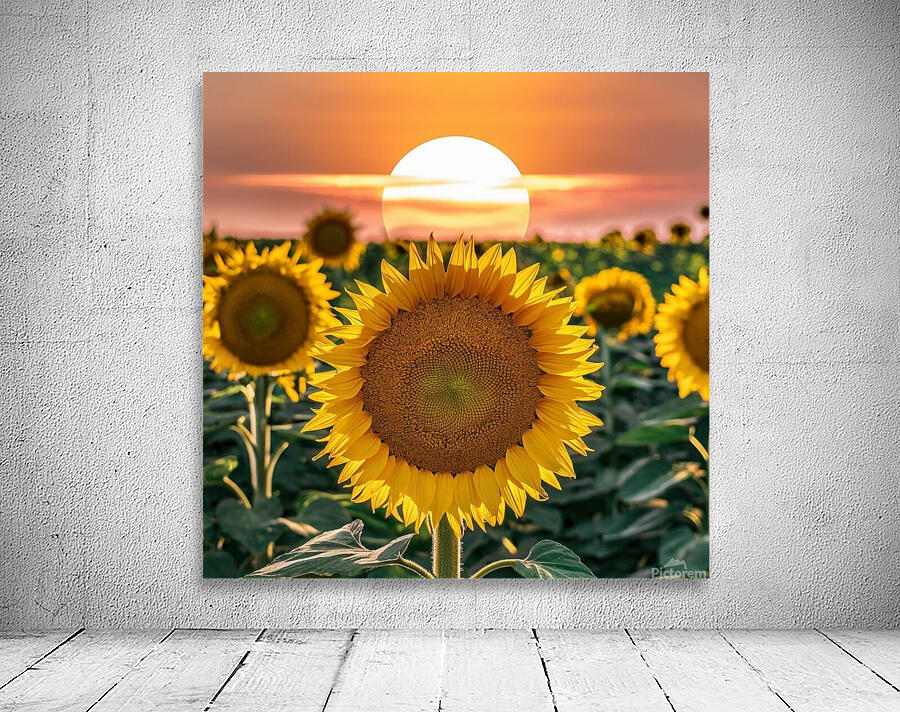 sunflower with sunrise by omar hassan Wall Art