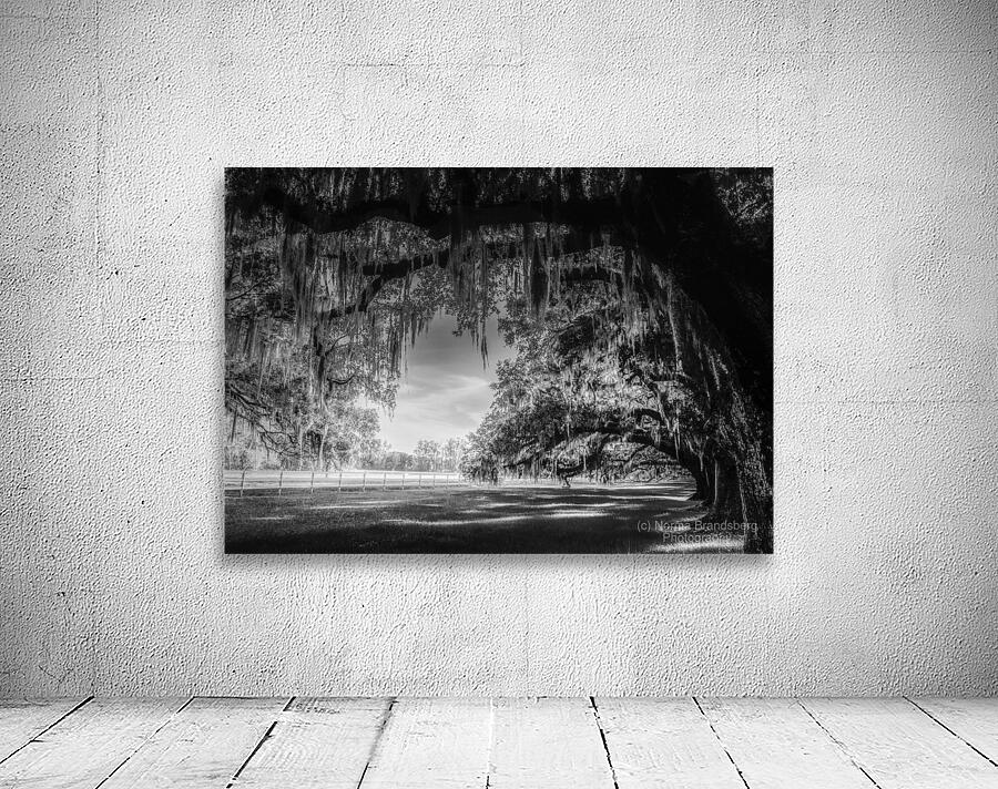 Oak Allee Tunnel of Light Wall Preview