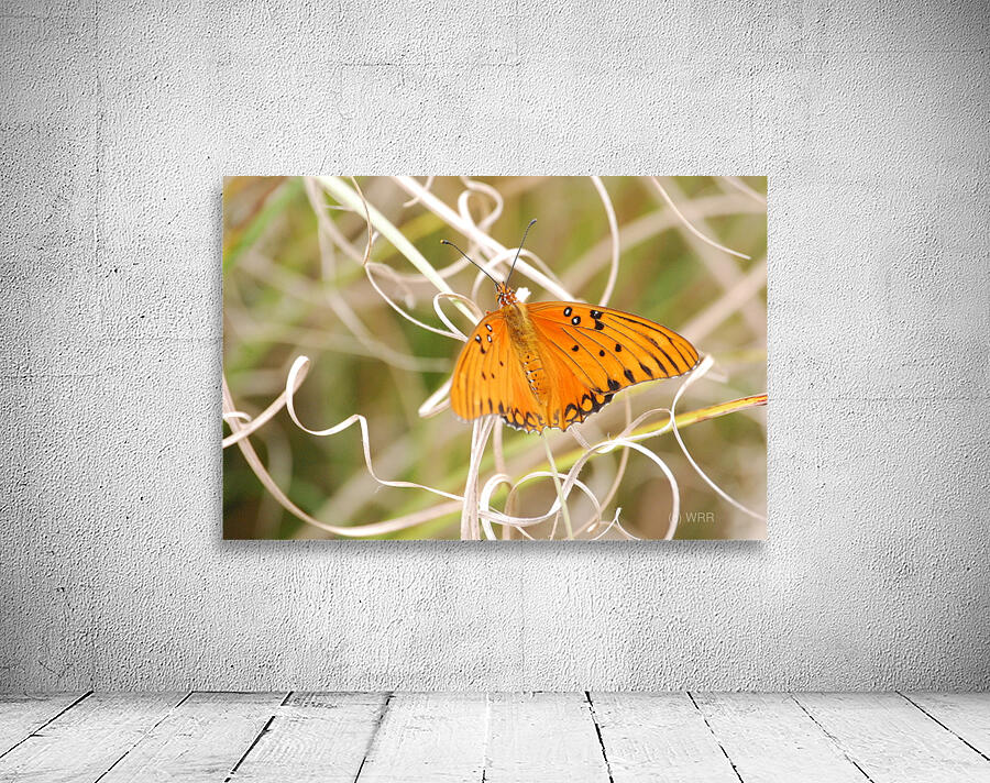 Gulf Fritillary  Wall Preview