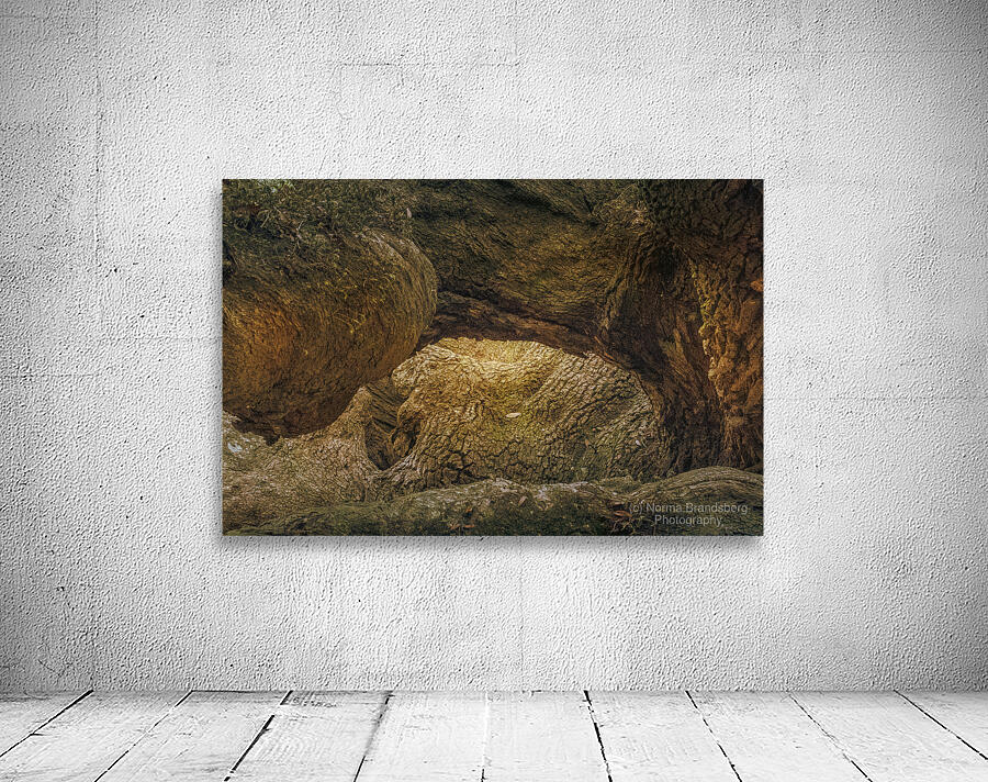 St. Johns Island Angel Oak Tree Branches Wall Preview