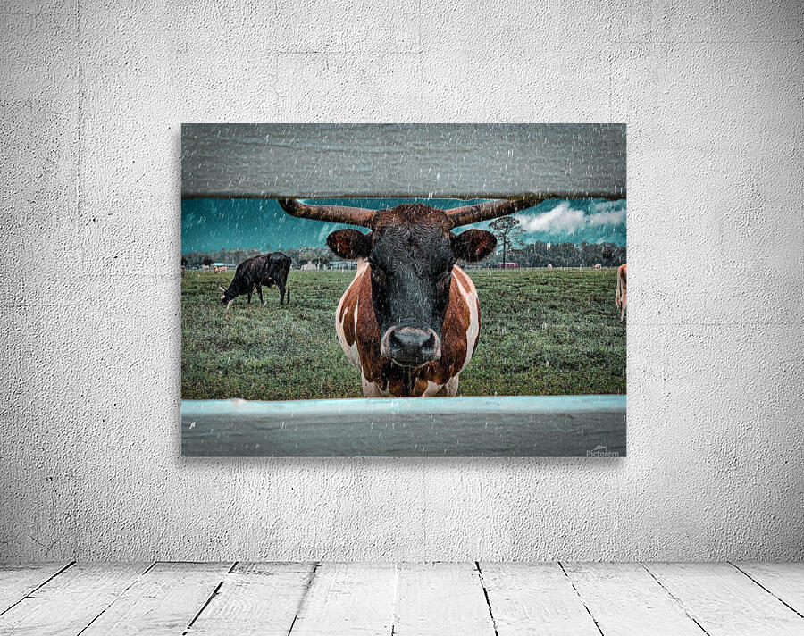 bull in the rain Wall Preview