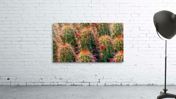 Cacti by By the C Media
