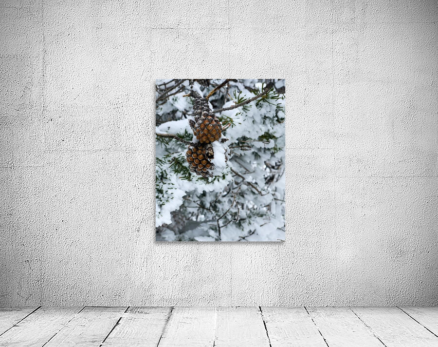 Pinecone  by By the C Media