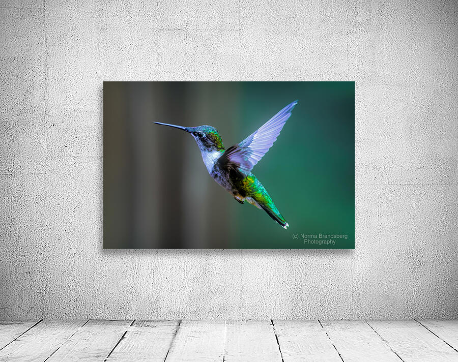 Female Ruby Throated Hummingbird Wall Preview