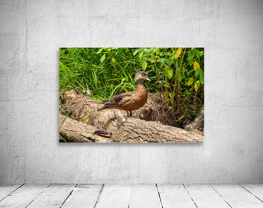 Wood Duck on a Log by Chad Meyer