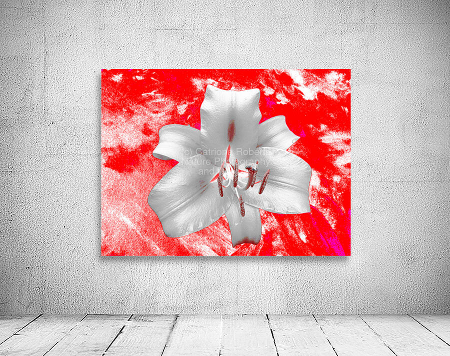 Abstract Lily Flower on a Red Abstract Background Wall Preview