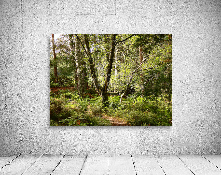 Sunny Nature Path in the Scottish Highlands   Wall Preview