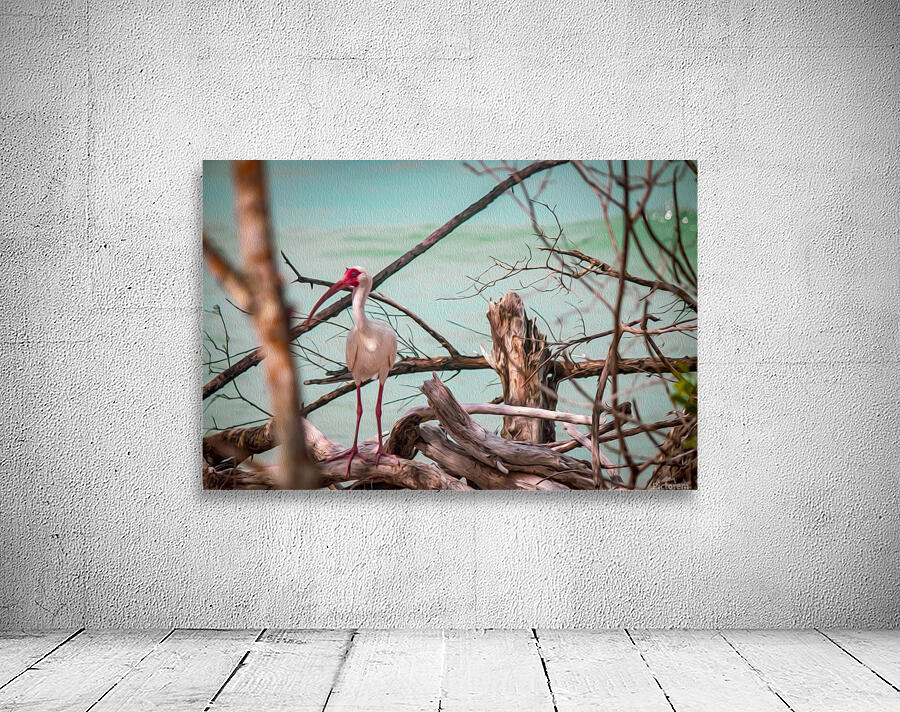 Ibis- oil painting by By the C Media