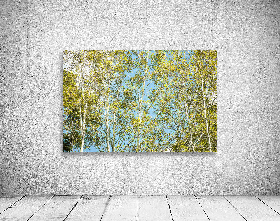 Aspen and Blue Skies by Thea Menagh