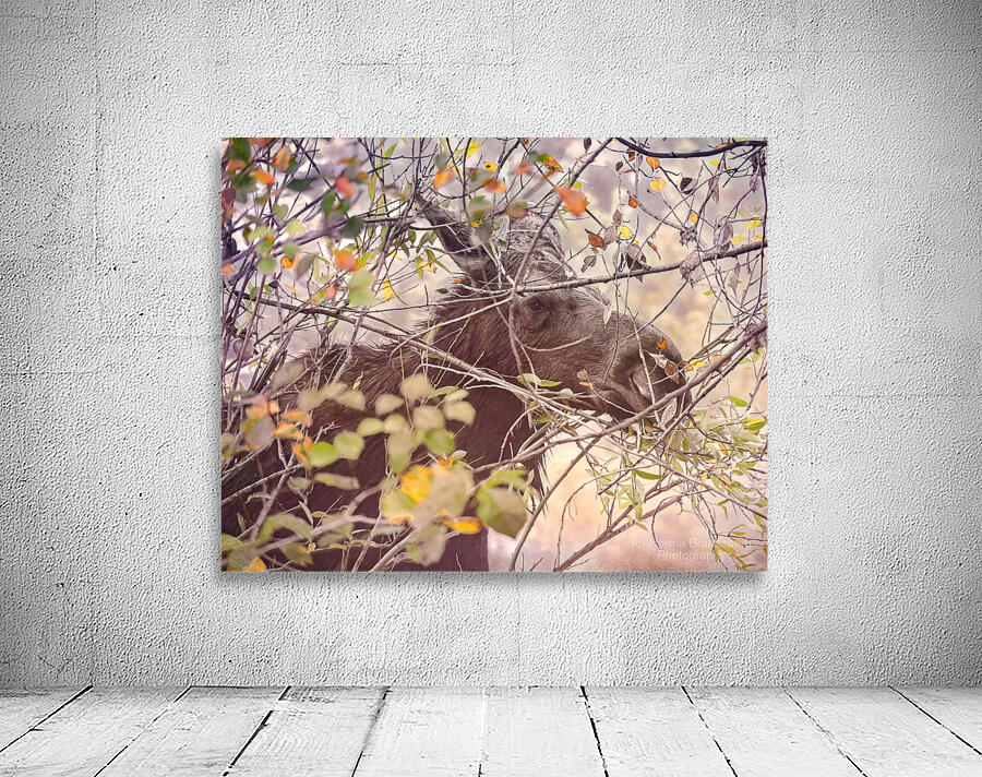 Teton Moose in the Bushes Wall Preview