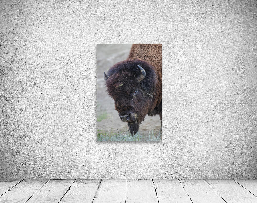 Buffalo head Wall Preview