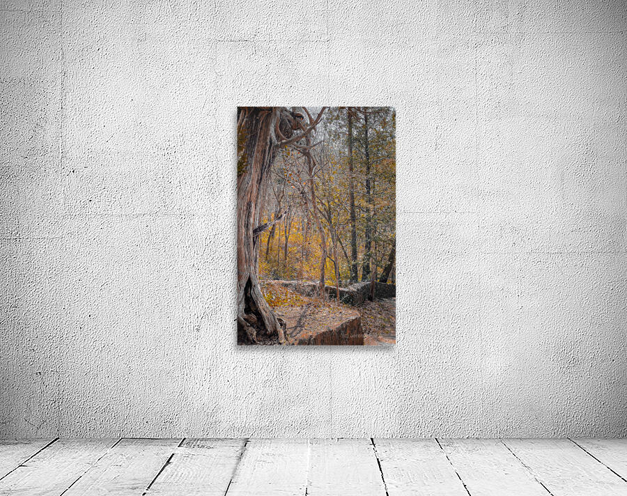 Autum Forest Wall Preview