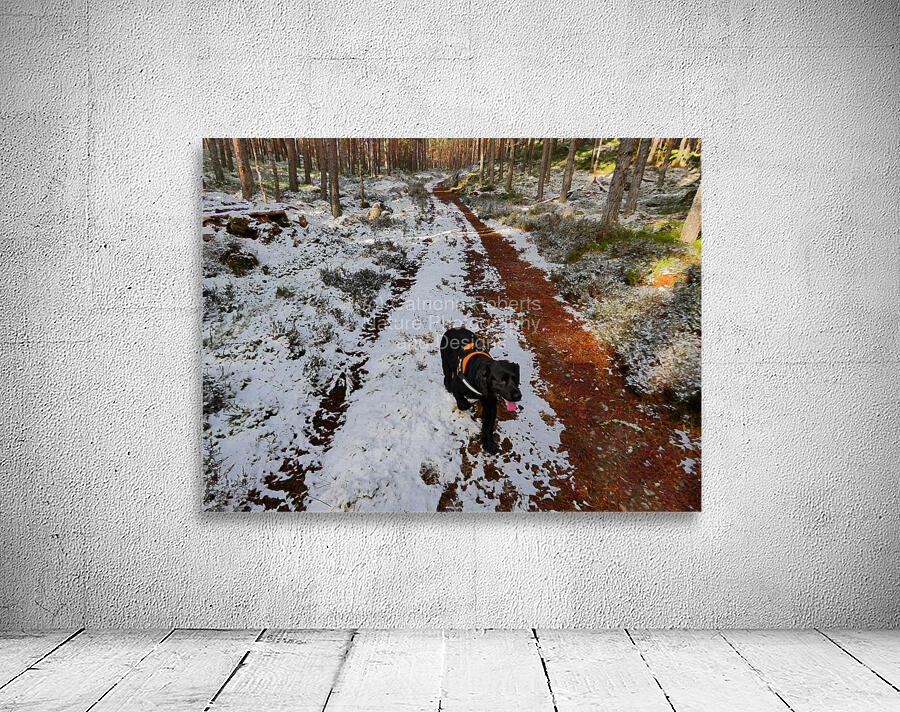  A Winters Walk in the Woods in the Scottish Highlands Wall Preview