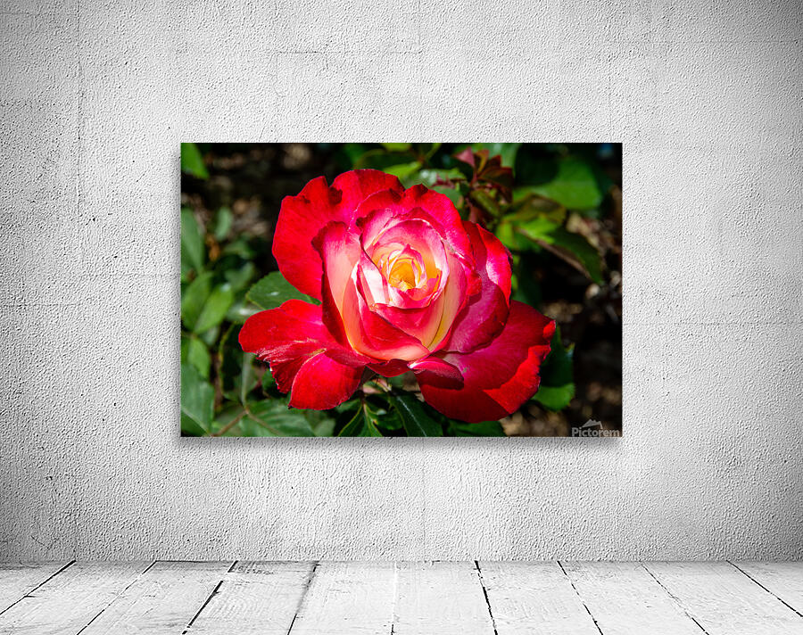 DOUBLE DELIGHT ROSE Wall Preview