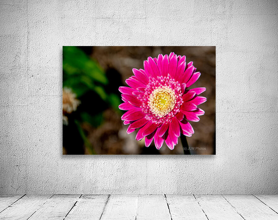 Garvinae Sweet Fiesta Gerber Daisy Wall Preview