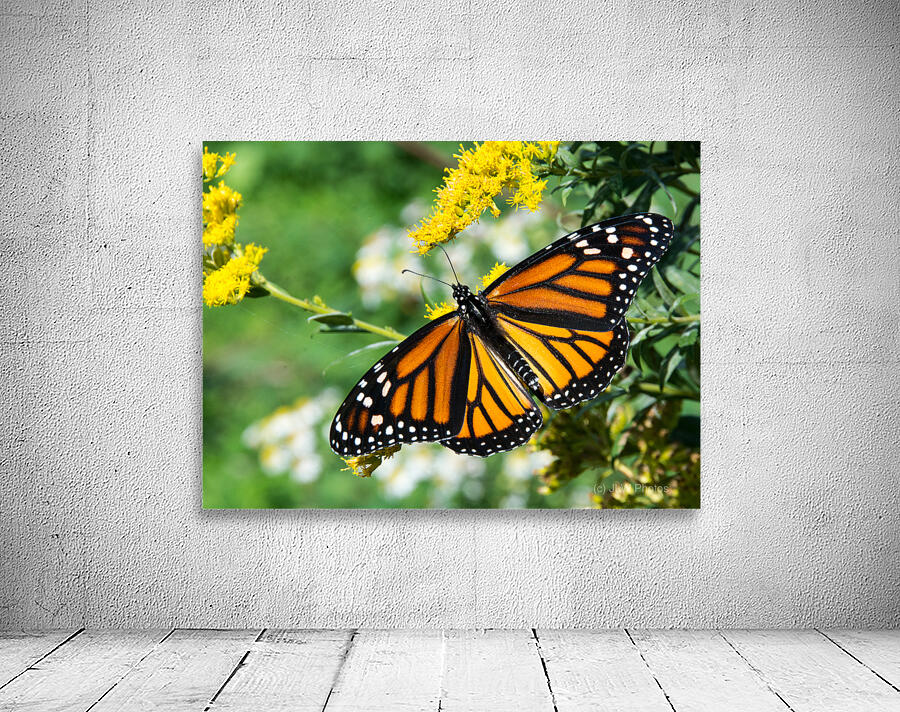 Eastern Monarch Butterfly Wall Preview