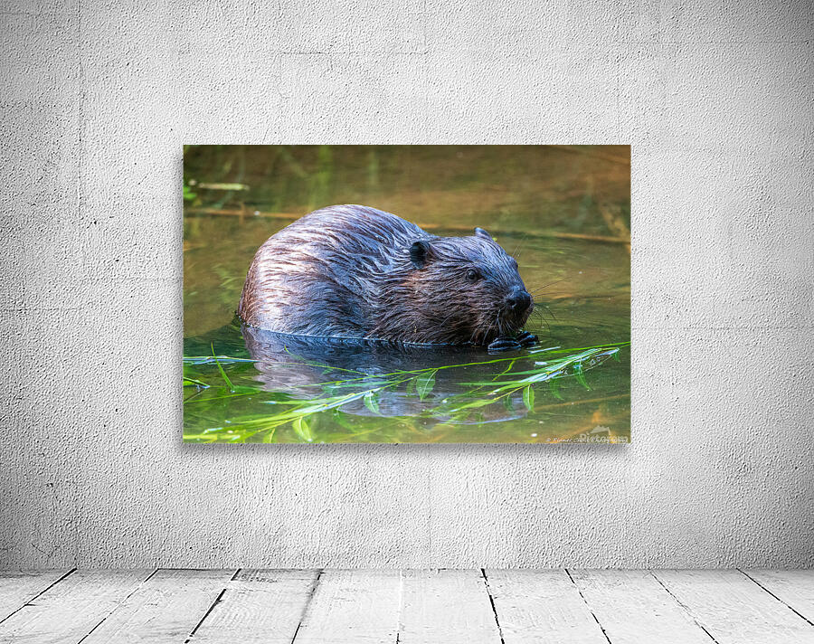 Hungry Beaver by Chad Meyer