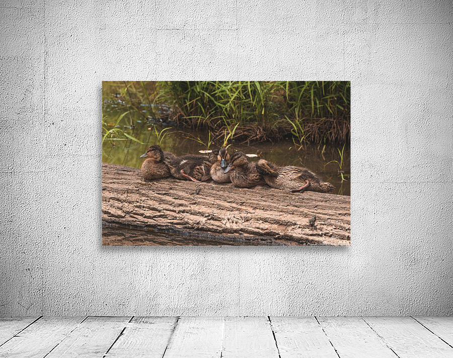 Juvenile Ducks in a Row Wall Preview