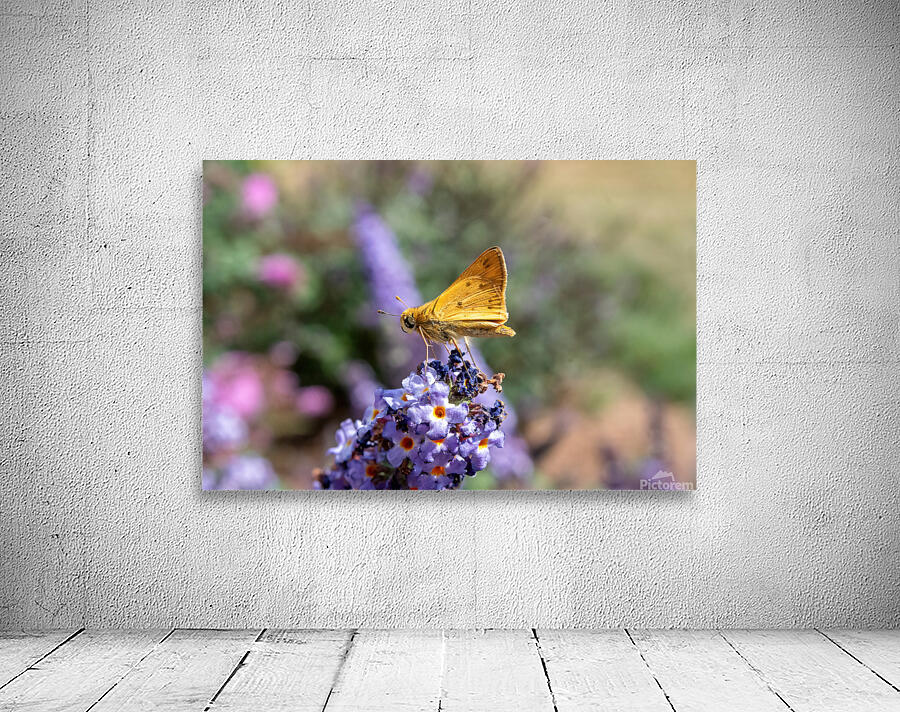 Fiery Skipper - Soft Glow on Lavender Wall Preview
