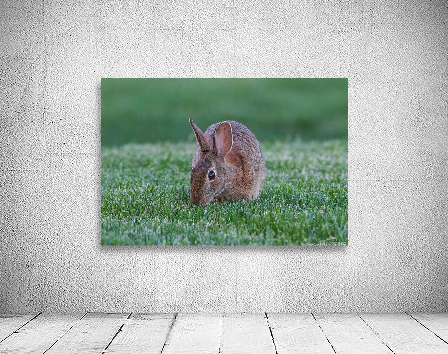 Backyard Bunny - Eye On Me by Chad Meyer