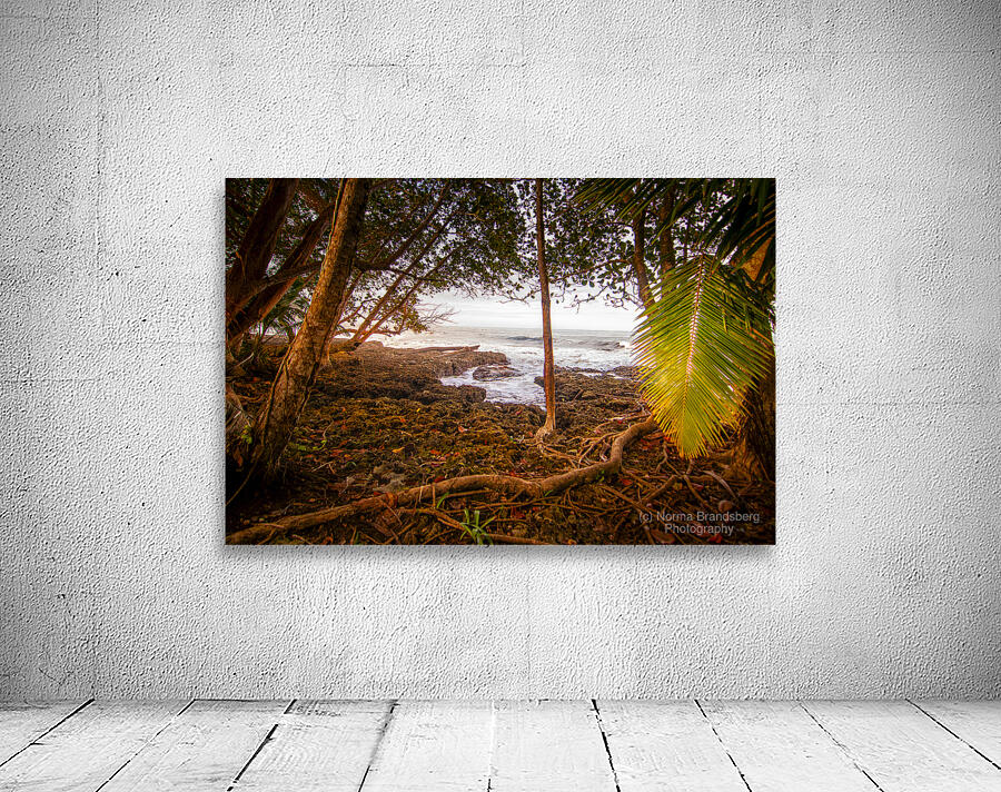 Meandering through the Costa Rica Jungle Beach by Norma Brandsberg Photography