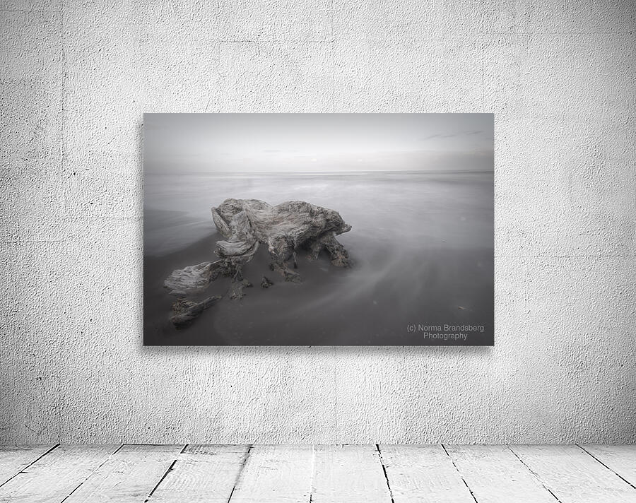 Cahuita Beach Driftwood White on White by Norma Brandsberg Photography