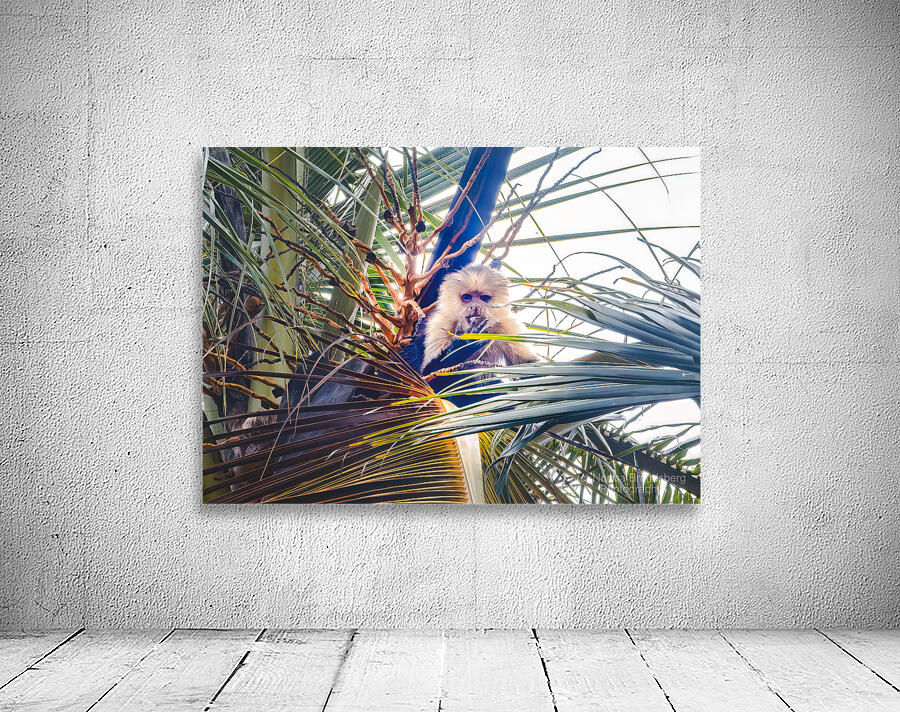 Costa Rica Monkey Finger Licking Good by Norma Brandsberg Photography
