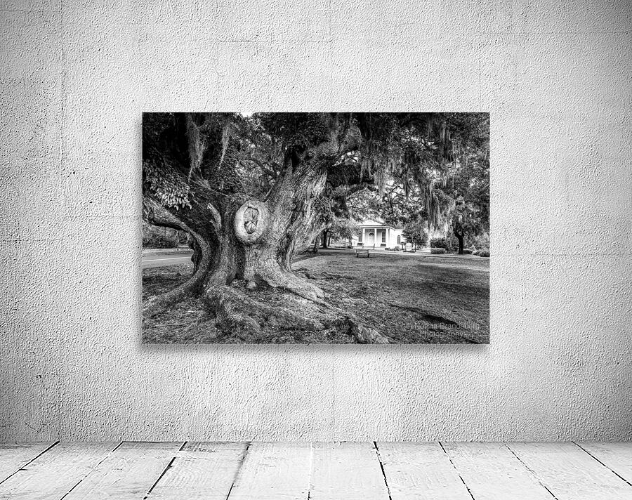 McClellanville Historic Live Oak Tree Wall Preview