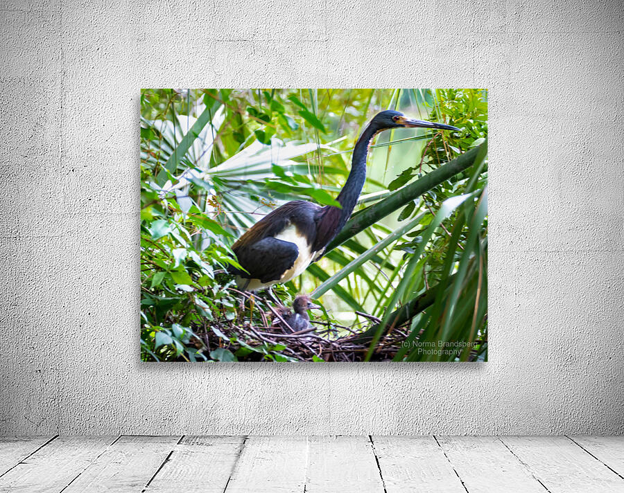 Tri-colored Heron Nesting Wall Preview
