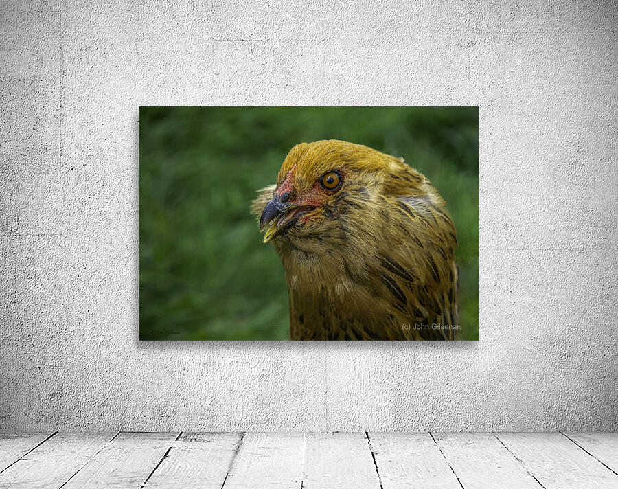 11315 A Real Cobra Chicken Wall Preview